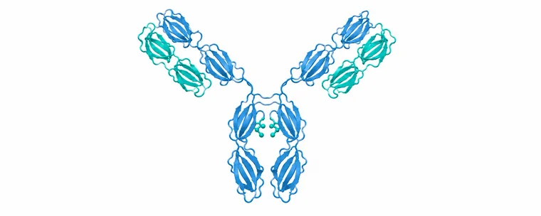 Illustration of a monoclonal antibody