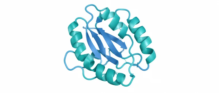 Illustration of a folded protein